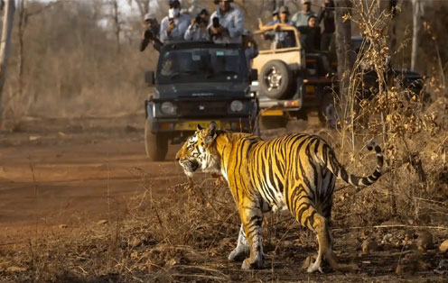 kaziranga national park