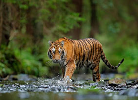 kaziranga tour