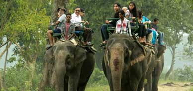 kaziranga elephant safari
