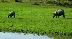 kaziranga safari zones
