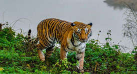kaziranga safari zones